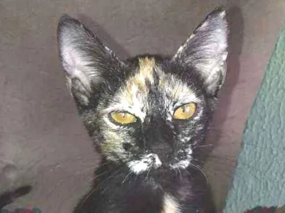 Gato raça Coomum idade 2 anos nome Lola