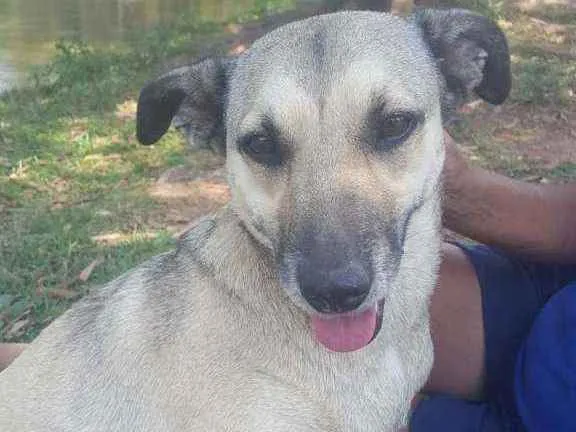 Cachorro ra a Vira lata idade 2 anos nome Diana