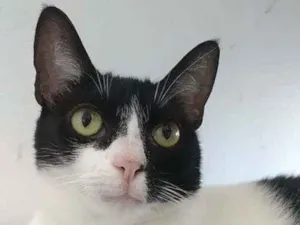 Gato raça Srd idade 2 anos nome Cléo