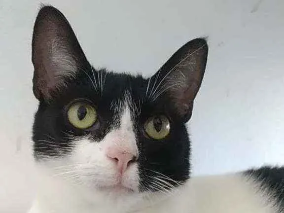 Gato ra a Srd idade 2 anos nome Cléo