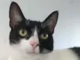 Cléo