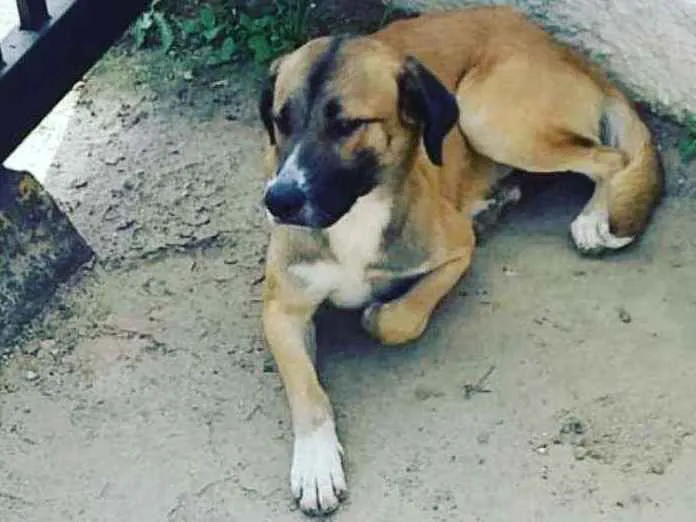 Cachorro ra a Não sei idade 6 ou mais anos nome Não sei