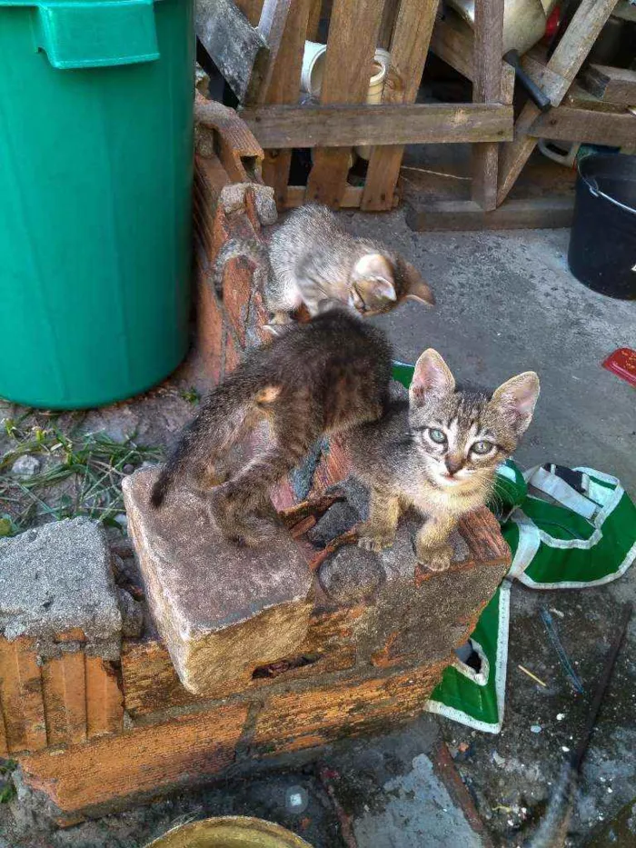 Gato ra a Vira-lata idade Abaixo de 2 meses nome Dono escolherá