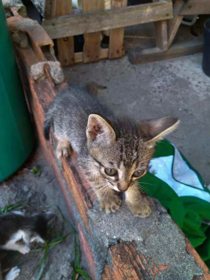 Gato ra a Vira-lata idade Abaixo de 2 meses nome Dono escolherá