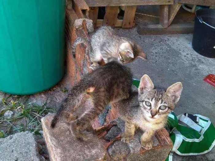 Gato ra a Vira-lata idade Abaixo de 2 meses nome Dono escolherá