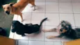 Theo,Titan,Thor