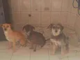 Theo,Titan,Thor