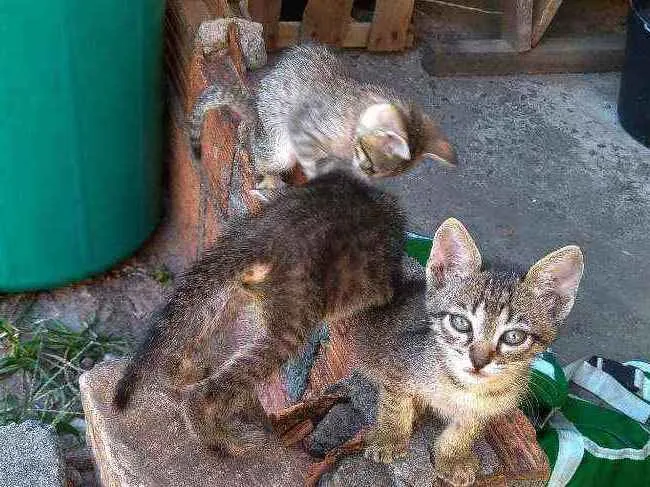 Gato ra a Vira-lata idade Abaixo de 2 meses nome Dono escolherá