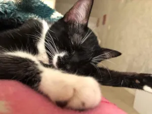 Gato raça Sem raça definida  idade 7 a 11 meses nome Regina