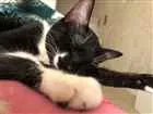 Gato raça Sem raça definida  idade 7 a 11 meses nome Regina