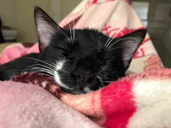 Gato ra a Sem raça definida  idade 7 a 11 meses nome Regina