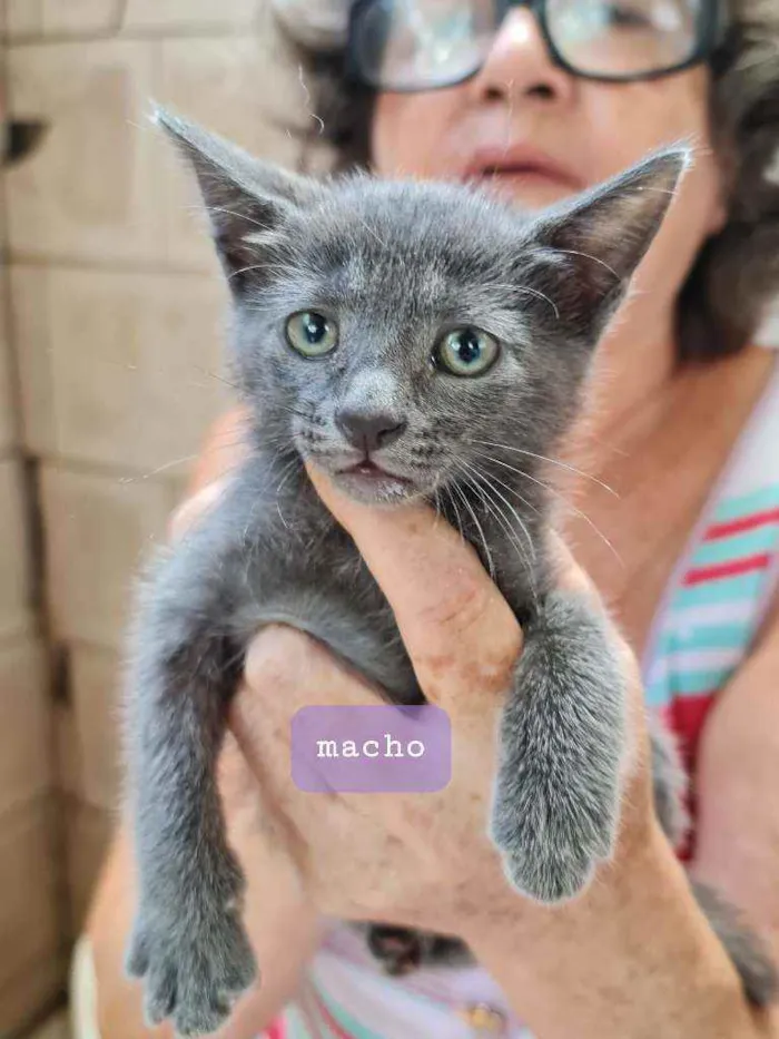 Gato raça SRD idade Abaixo de 2 meses nome Oliver