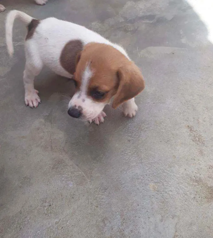 Cachorro ra a Beagle com Fox paulistinha idade Abaixo de 2 meses nome Sem nome