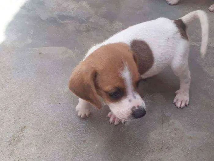 Cachorro ra a Beagle com Fox paulistinha idade Abaixo de 2 meses nome Sem nome