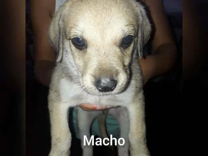 Cachorro ra a indefinida  idade 2 a 6 meses nome Sem nome 