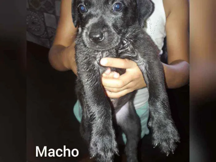 Cachorro ra a indefinida  idade 2 a 6 meses nome Sem nome 