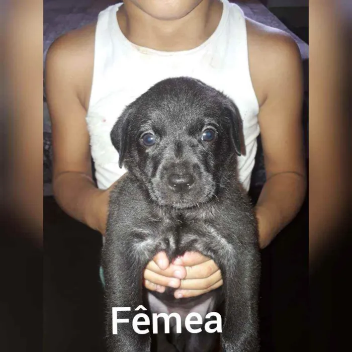 Cachorro ra a indefinida  idade 2 a 6 meses nome Sem nome 