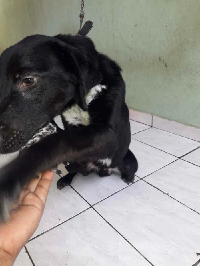 Cachorro ra a viralata idade 2 a 6 meses nome apolo