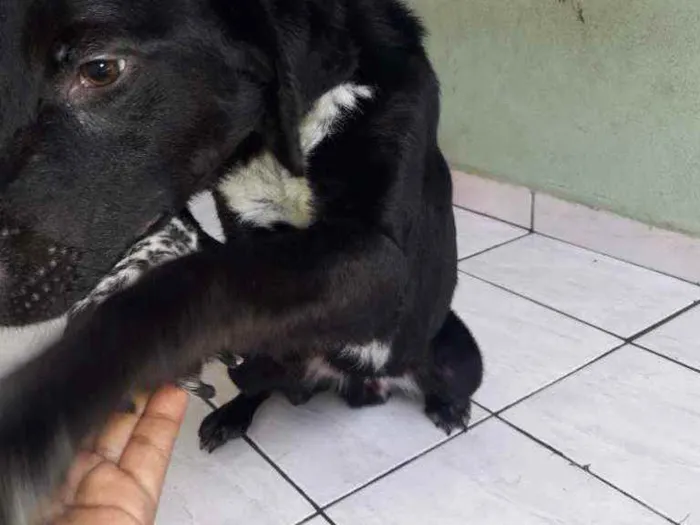 Cachorro ra a viralata idade 2 a 6 meses nome apolo