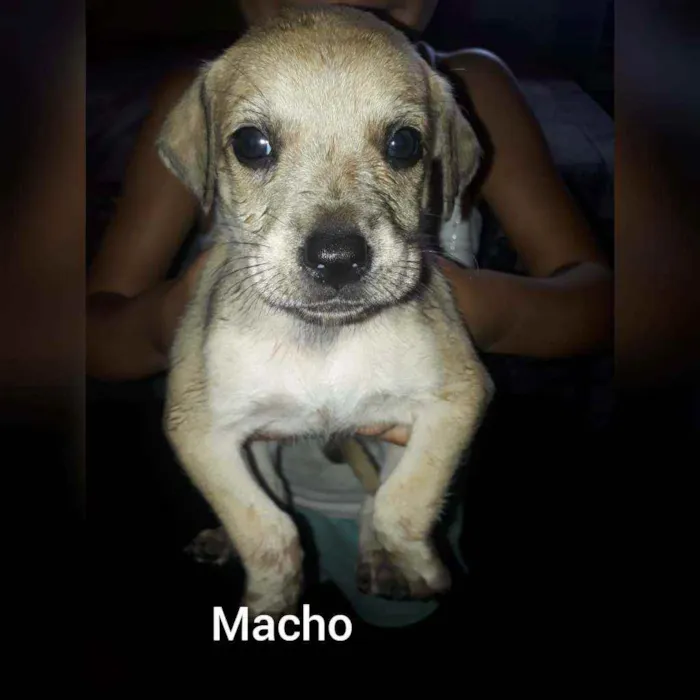 Cachorro ra a indefinida  idade 2 a 6 meses nome Sem nome 