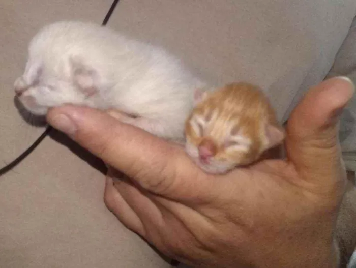 Gato ra a Indefinida idade Abaixo de 2 meses nome Amarelo e Branca