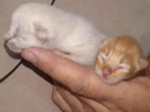 Gato raça Indefinida idade Abaixo de 2 meses nome Amarelo e Branca
