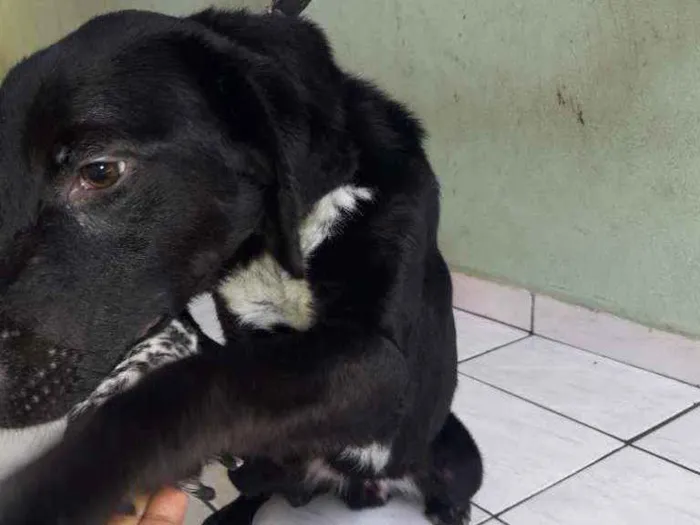 Cachorro ra a viralata idade 2 a 6 meses nome apolo