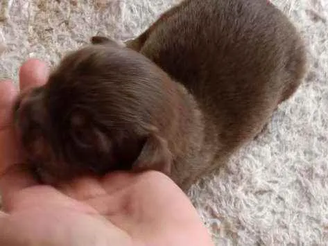 Cachorro raça Mestiço idade Abaixo de 2 meses nome Não tem nome