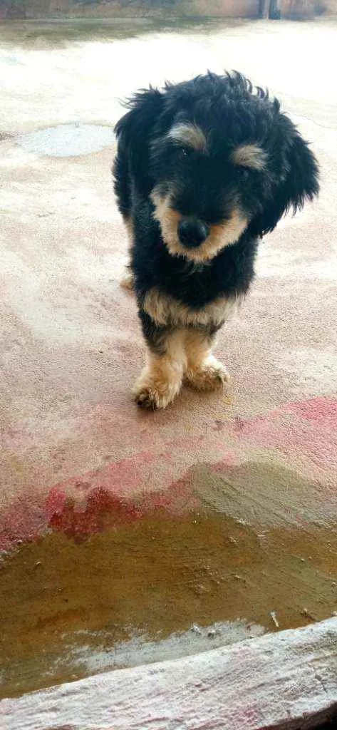 Cachorro raça Mestiço idade Abaixo de 2 meses nome Não tem nome