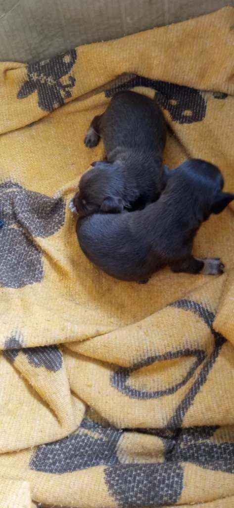 Cachorro raça Mestiço idade Abaixo de 2 meses nome Não tem nome