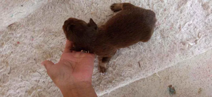 Cachorro raça Mestiço idade Abaixo de 2 meses nome Não tem nome