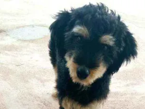 Cachorro raça Mestiço idade Abaixo de 2 meses nome Não tem nome