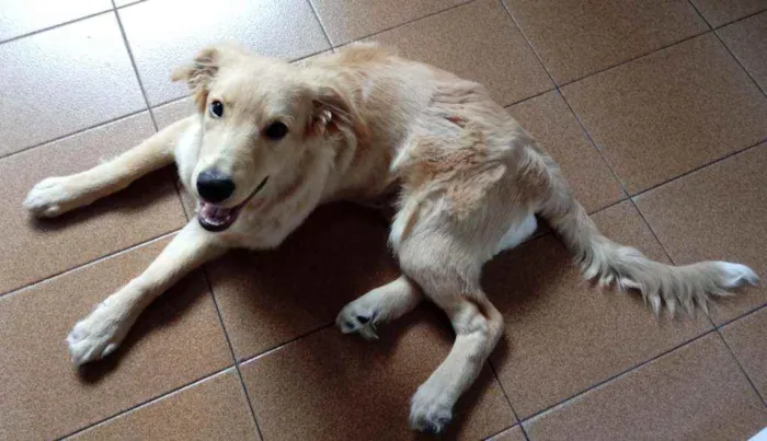 Cachorro raça Indefinida idade 2 a 6 meses nome Rocky