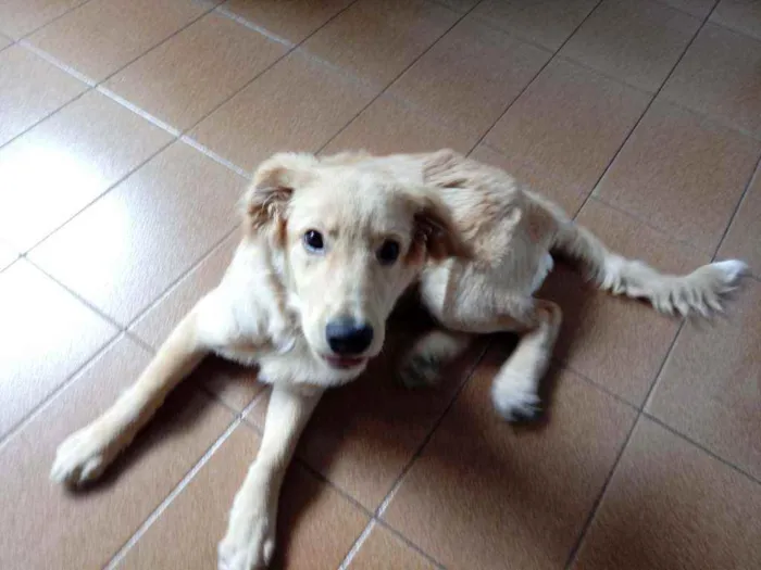 Cachorro raça Indefinida idade 2 a 6 meses nome Rocky