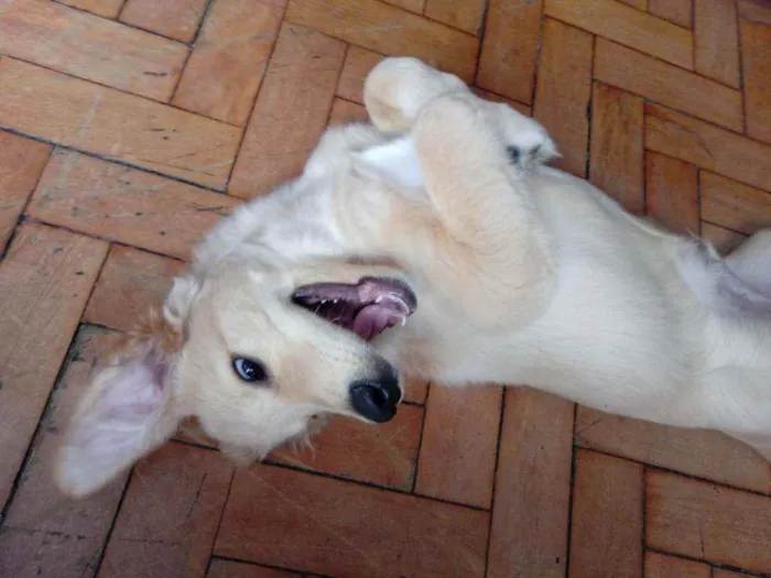 Cachorro raça Indefinida idade 2 a 6 meses nome Rocky