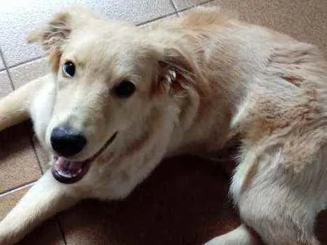 Cachorro raça Indefinida idade 2 a 6 meses nome Rocky