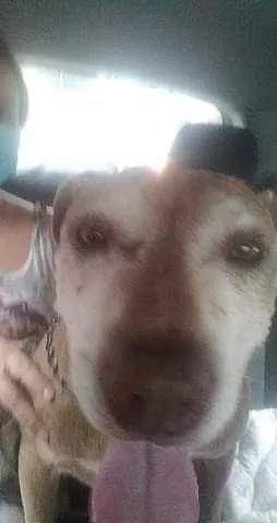 Cachorro ra a Mix Pit Bull idade 6 ou mais anos nome Ragnar