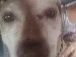 Cachorro raça Mix Pit Bull idade 6 ou mais anos nome Ragnar