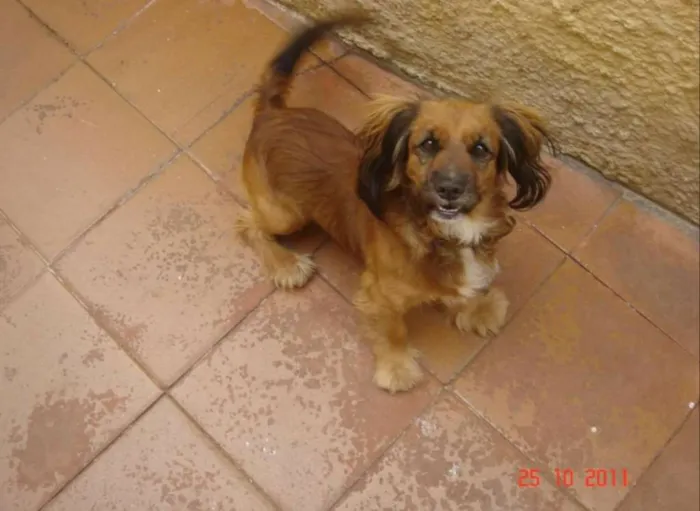 Cachorro ra a Indefinida idade 6 ou mais anos nome Bob