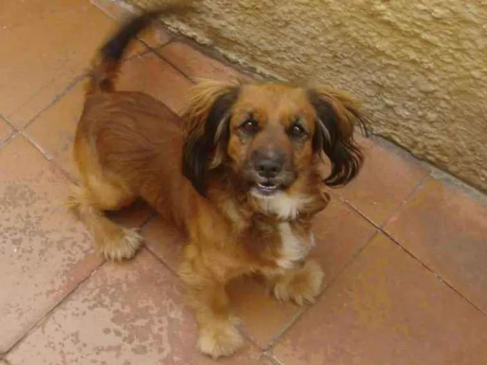Cachorro ra a Indefinida idade 6 ou mais anos nome Bob