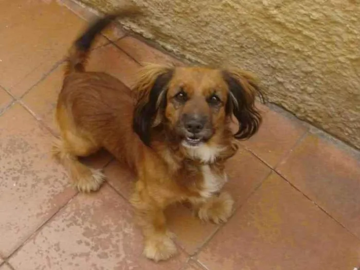 Cachorro ra a Indefinida idade 6 ou mais anos nome Bob