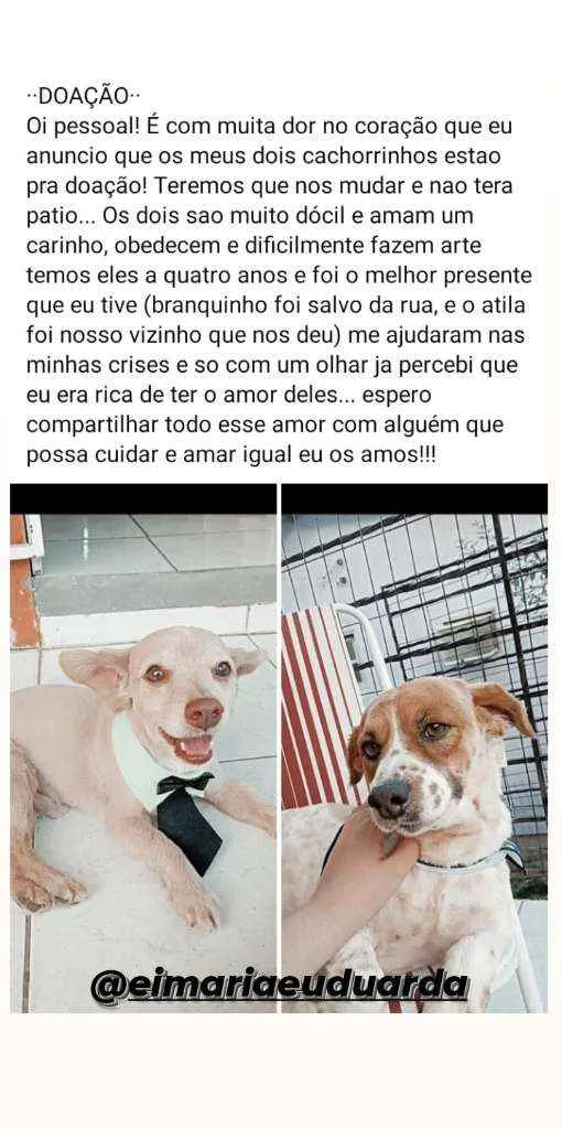 Cachorro ra a Viralatas idade 4 anos nome Atila e Branquinho