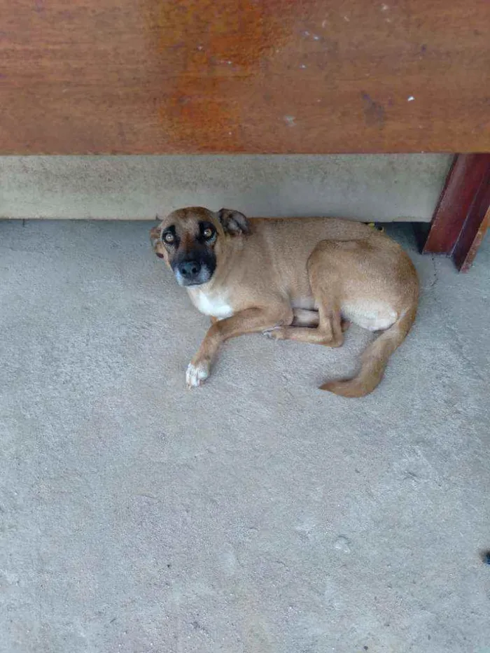 Cachorro raça Sem raça definida  idade 2 anos nome Sem nome
