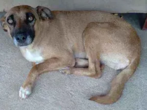 Cachorro raça Sem raça definida  idade 2 anos nome Sem nome