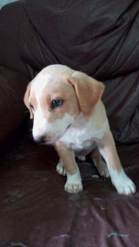 Cachorro raça SRD idade Abaixo de 2 meses nome Filhote Patrini