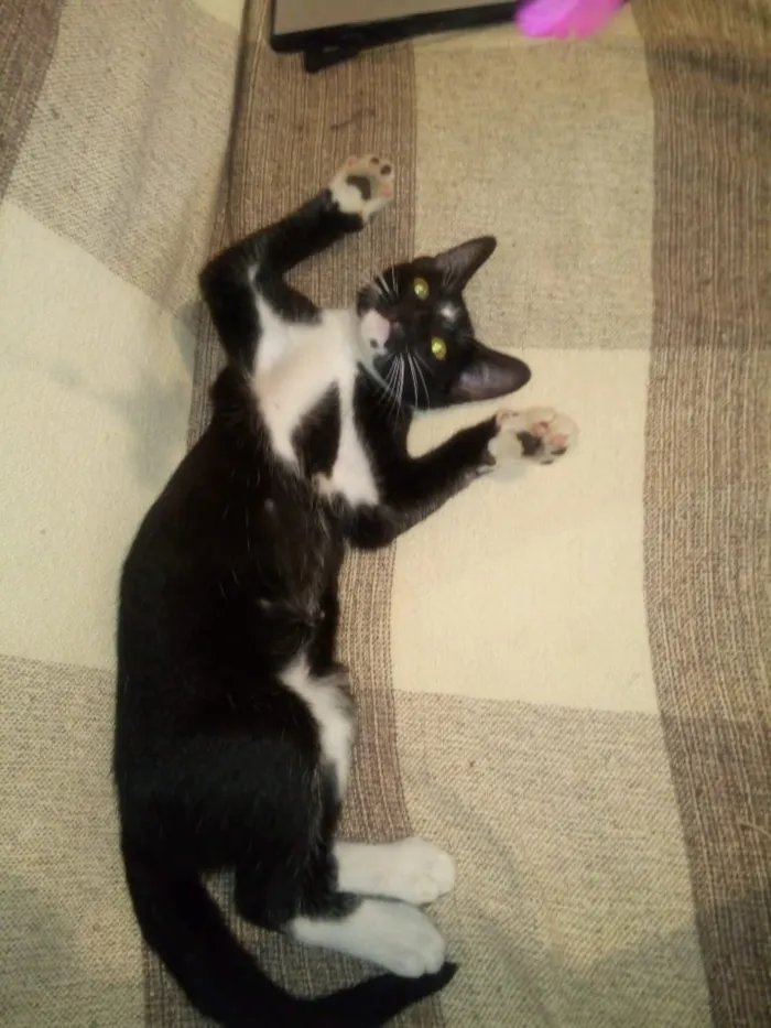 Gato ra a Srd idade 2 a 6 meses nome Leon