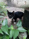 Leon