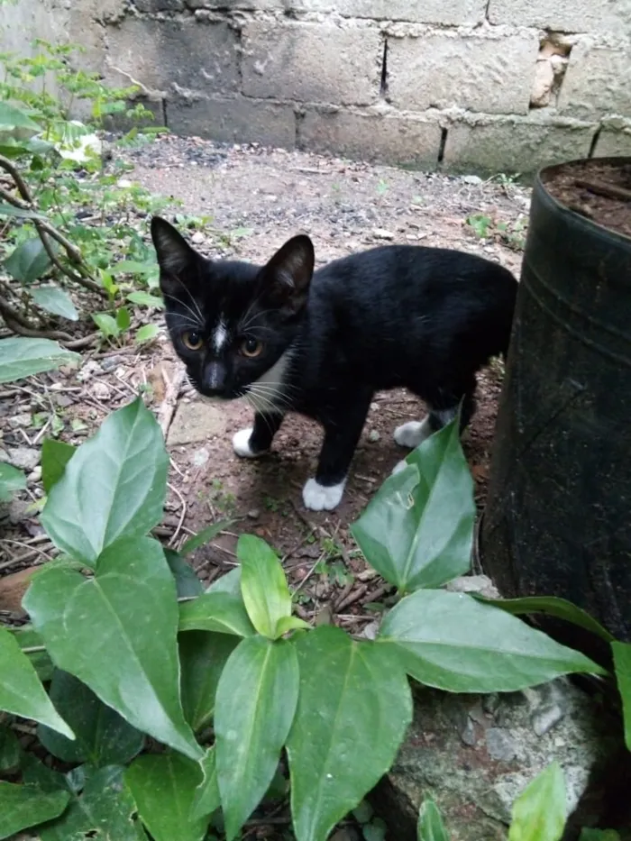 Gato ra a Srd idade 2 a 6 meses nome Leon