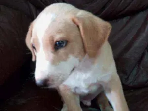 Cachorro raça SRD idade Abaixo de 2 meses nome Filhote Patrini