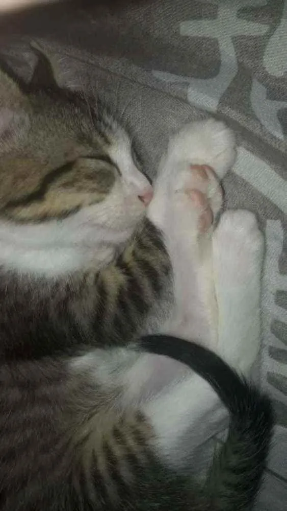 Gato raça Sem raça idade Abaixo de 2 meses nome Leo